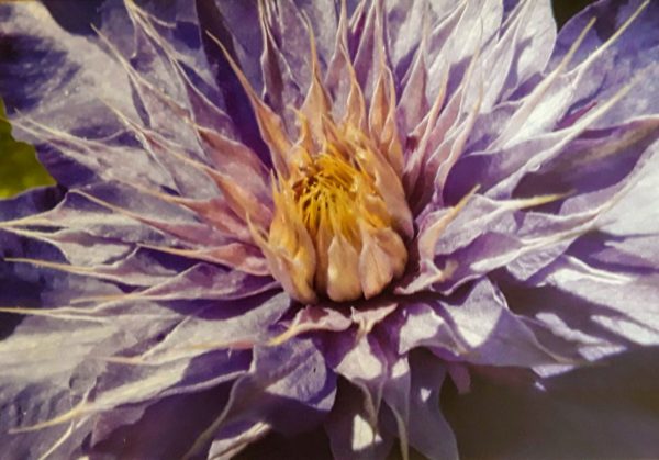 Greeting Cards (A6) - Image 2
