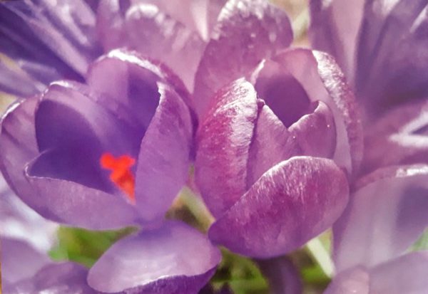 Greeting Cards (A6) - Image 6